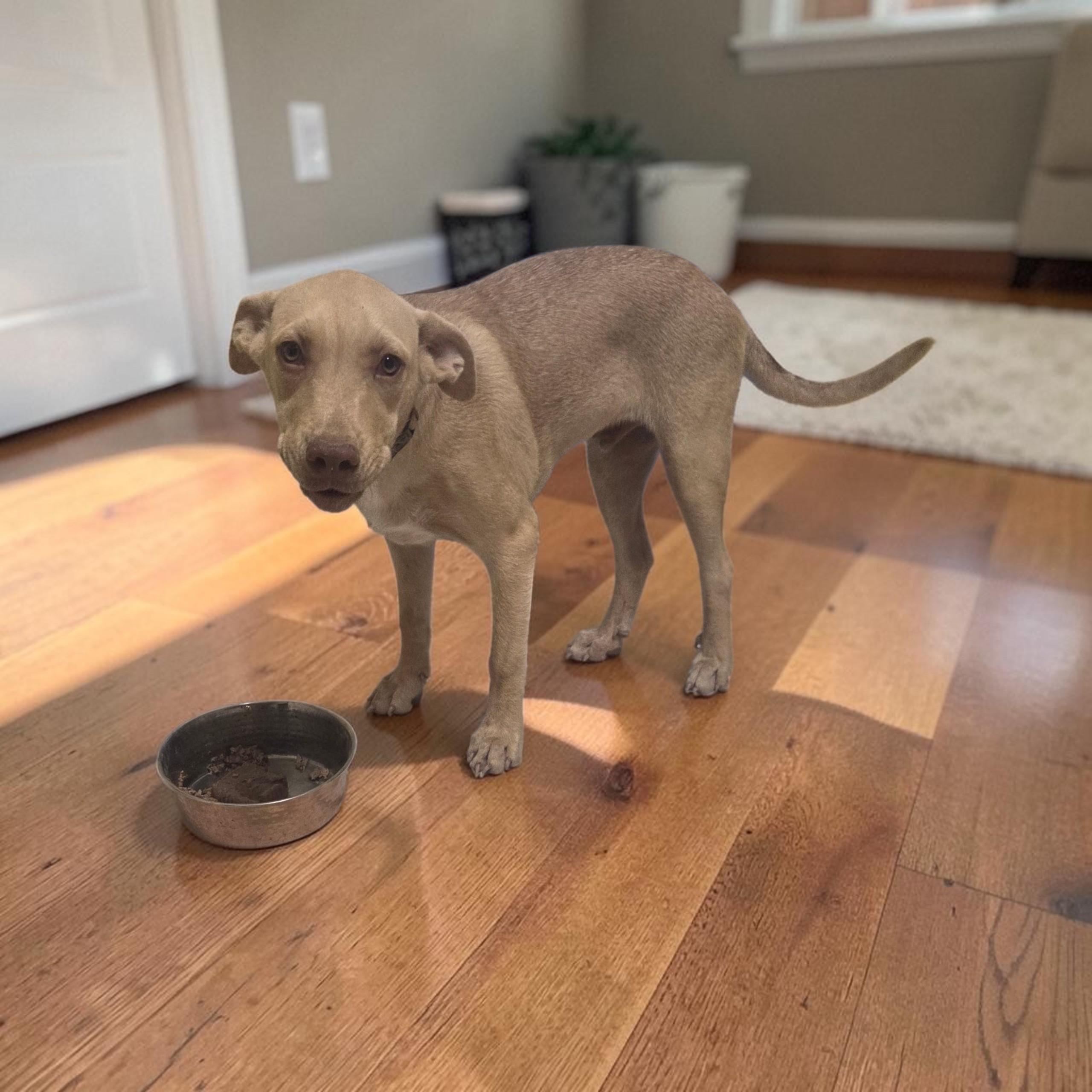Braxton, Adoptable, Puppy Male Labrador Retriever & German Shepherd Dog.