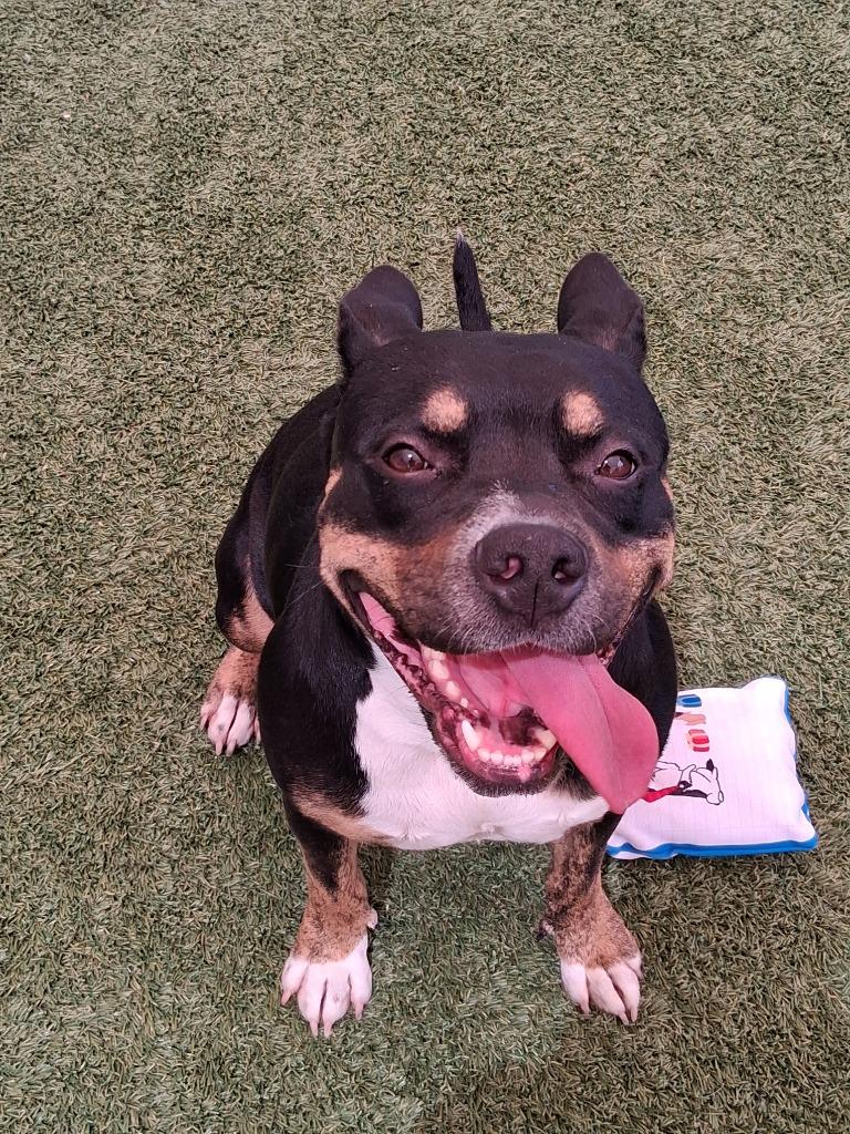 Enlarge Gamora, a Adoptable mixed breed in Seguin, TX image 1/3