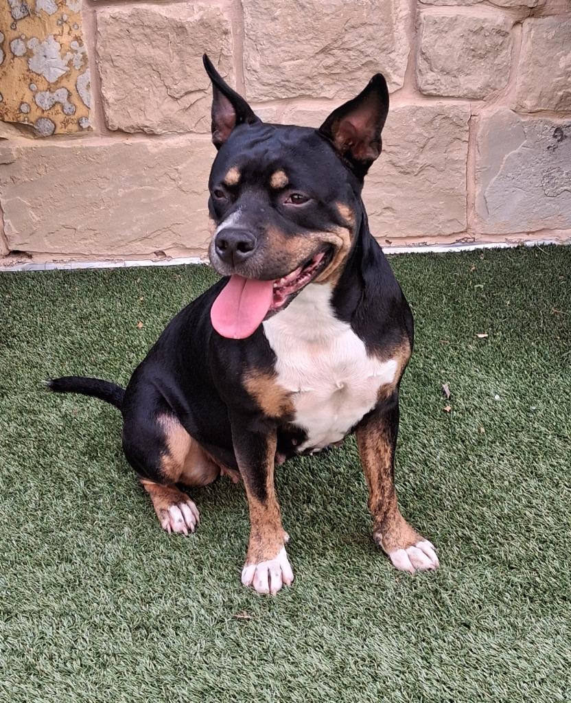 Enlarge Gamora, a Adoptable mixed breed in Seguin, TX image 2/3