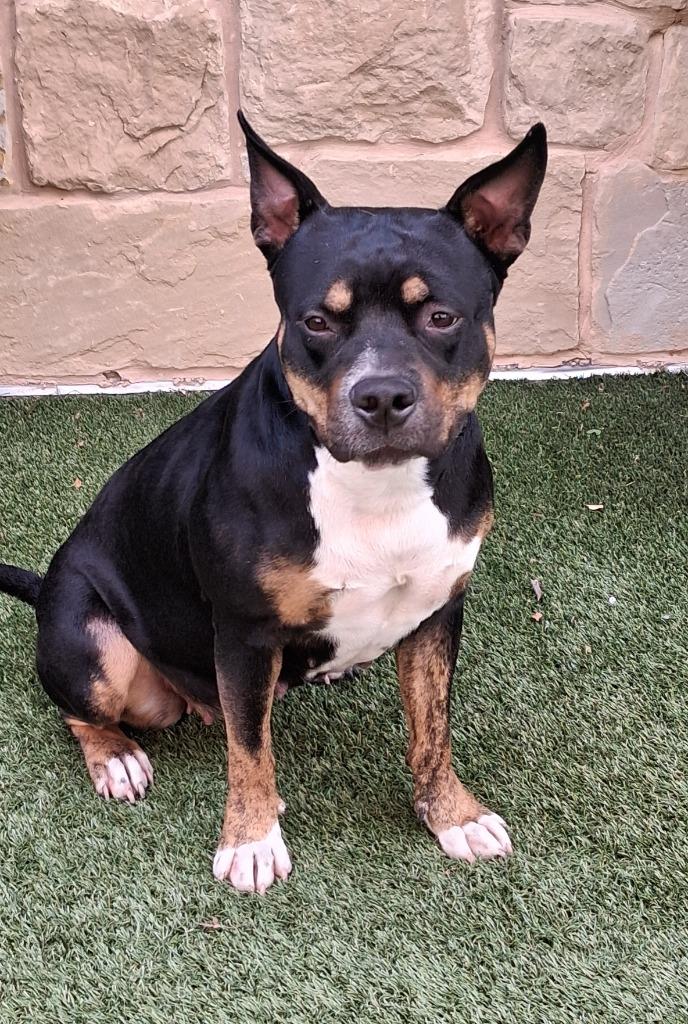 Enlarge Gamora, a Adoptable mixed breed in Seguin, TX image 3/3