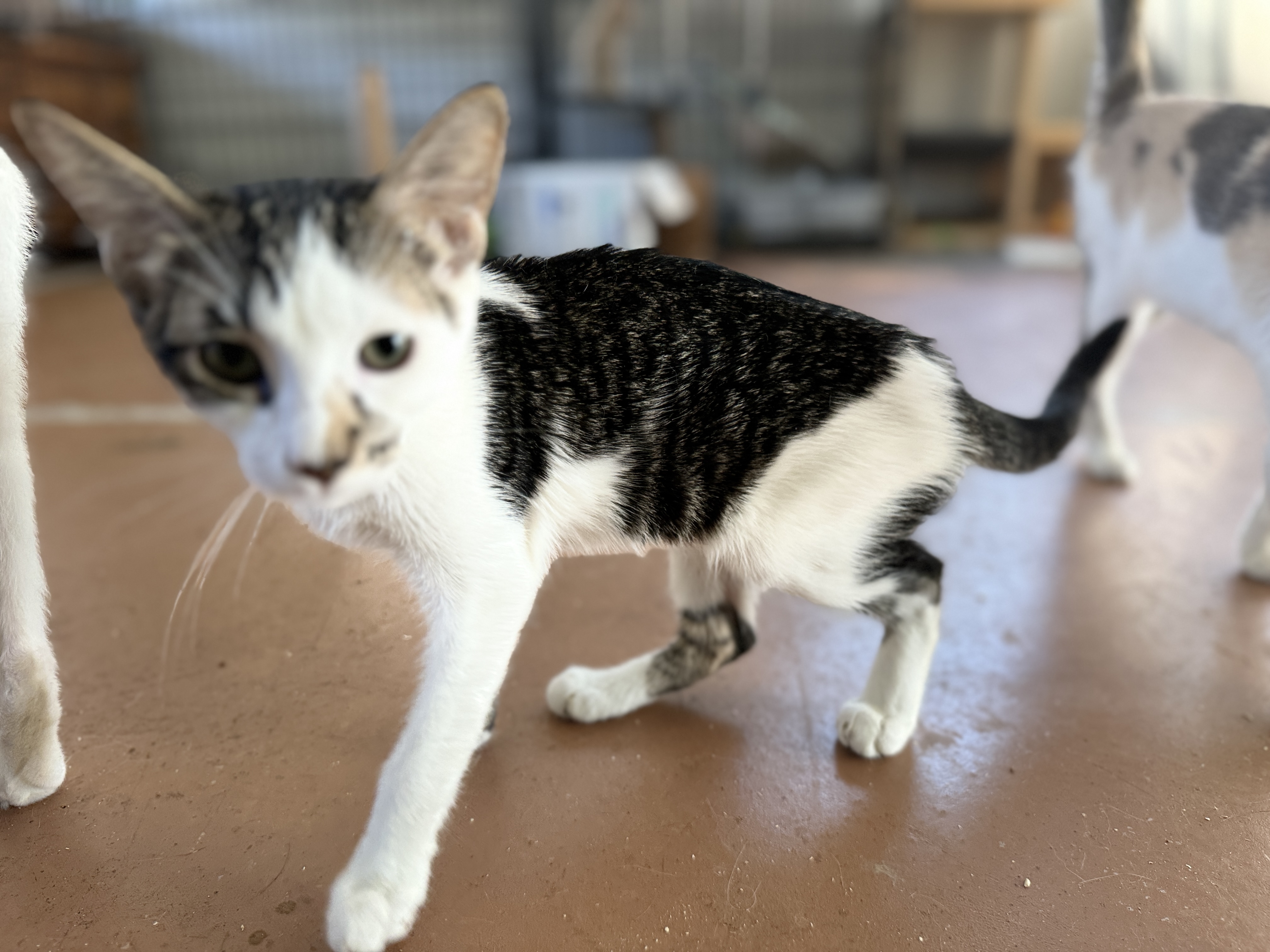 Fletcher (#249), Baby Male Domestic Short Hair