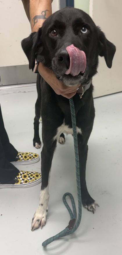 Enlarge Remi, a Adoptable mixed breed in Savannah, GA image 1/1