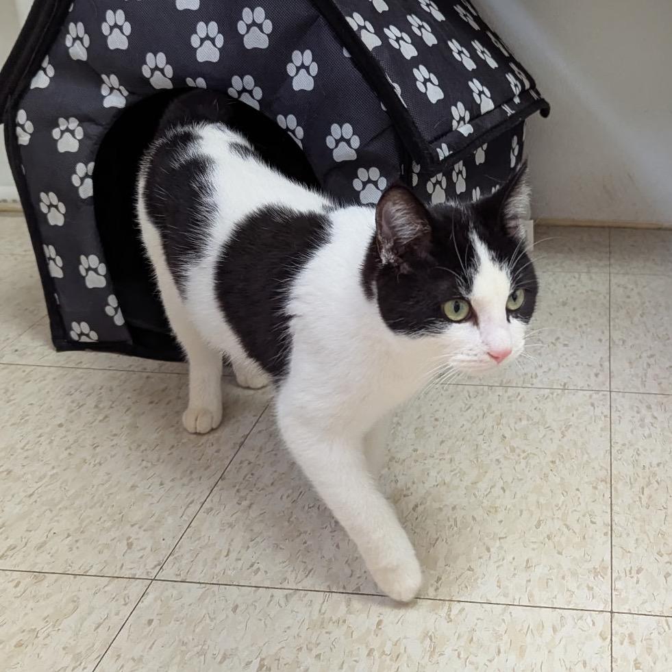 Enlarge Beau-Vine, a Adoptable Domestic Short Hair in Enid, OK image 1/2