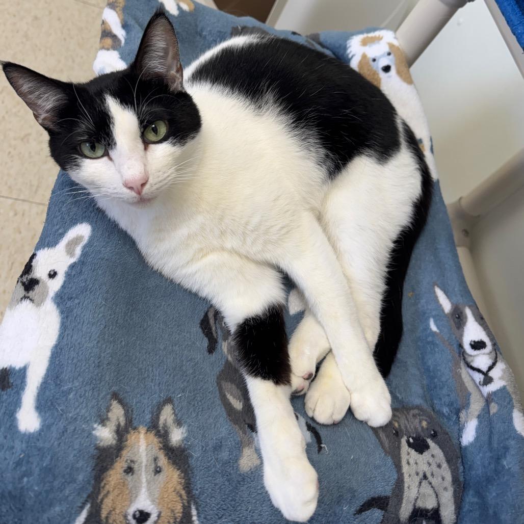 Enlarge Beau-Vine, a Adoptable Domestic Short Hair in Enid, OK image 3/4