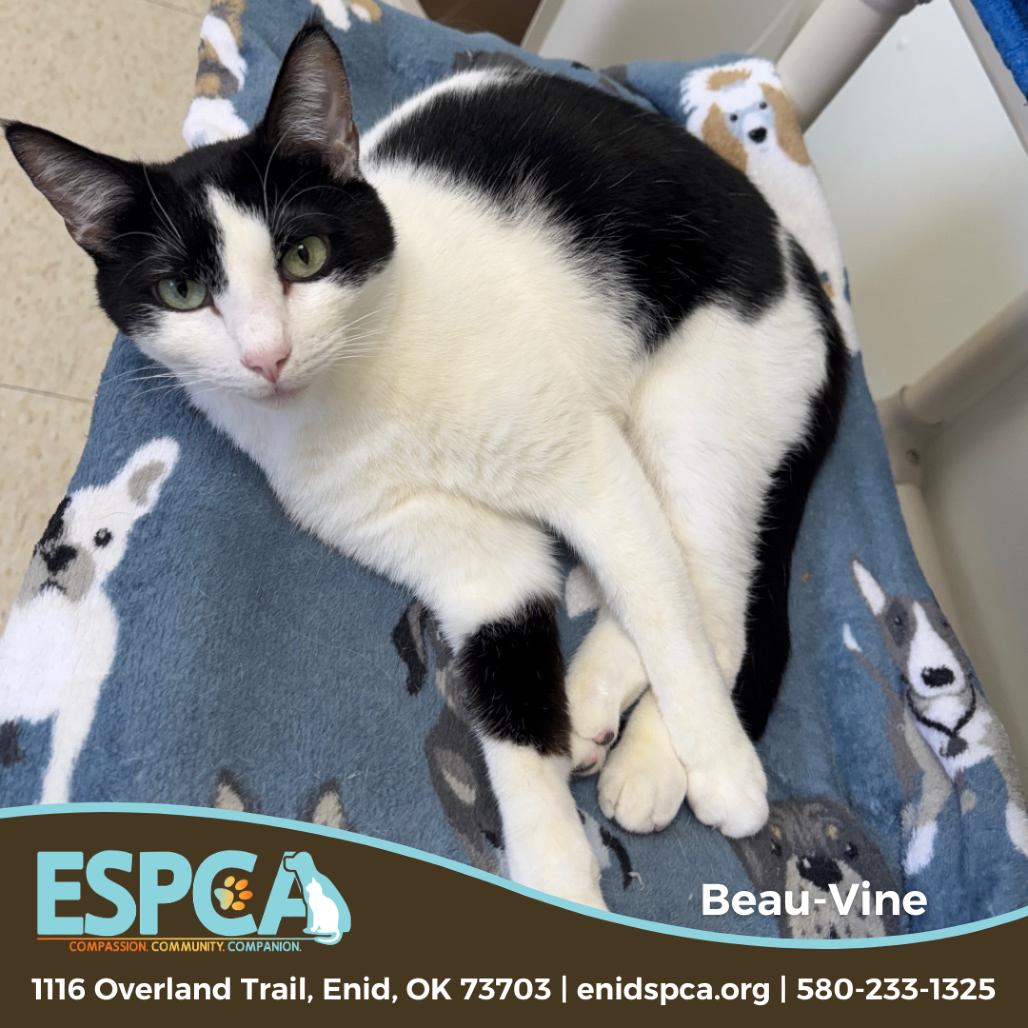 Enlarge Beau-Vine, a Adoptable Domestic Short Hair in Enid, OK image 4/5