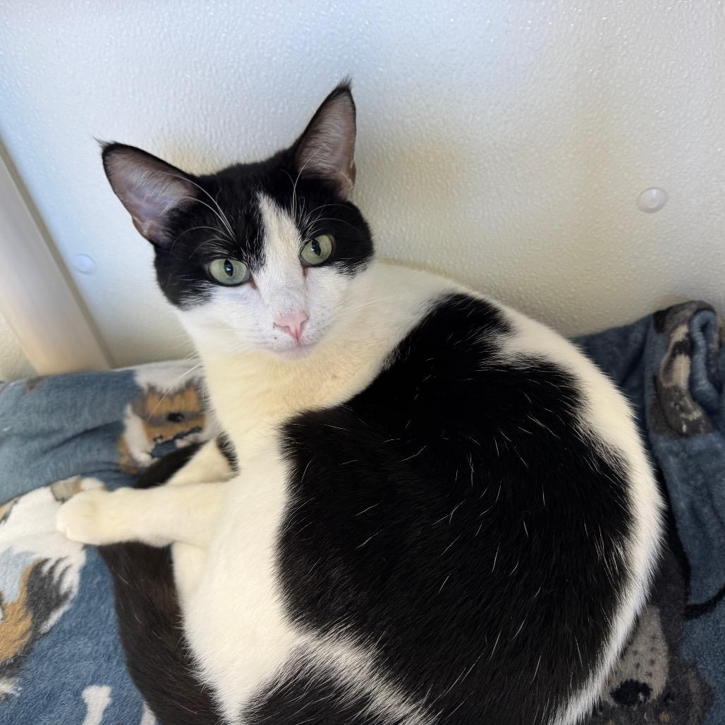 Enlarge Beau-Vine, a Adoptable Domestic Short Hair in Enid, OK image 3/3