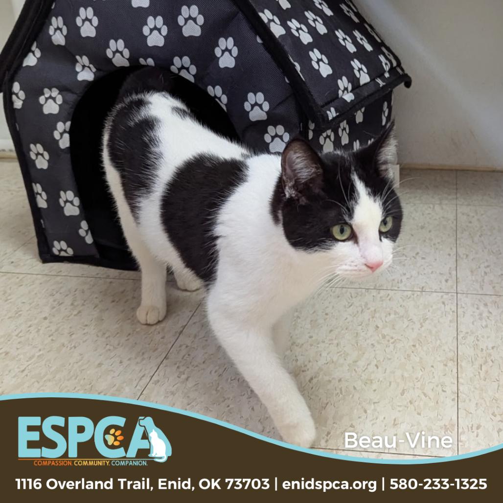 Beau-Vine, a Adoptable Domestic Short Hair in Enid, OK image 2/2