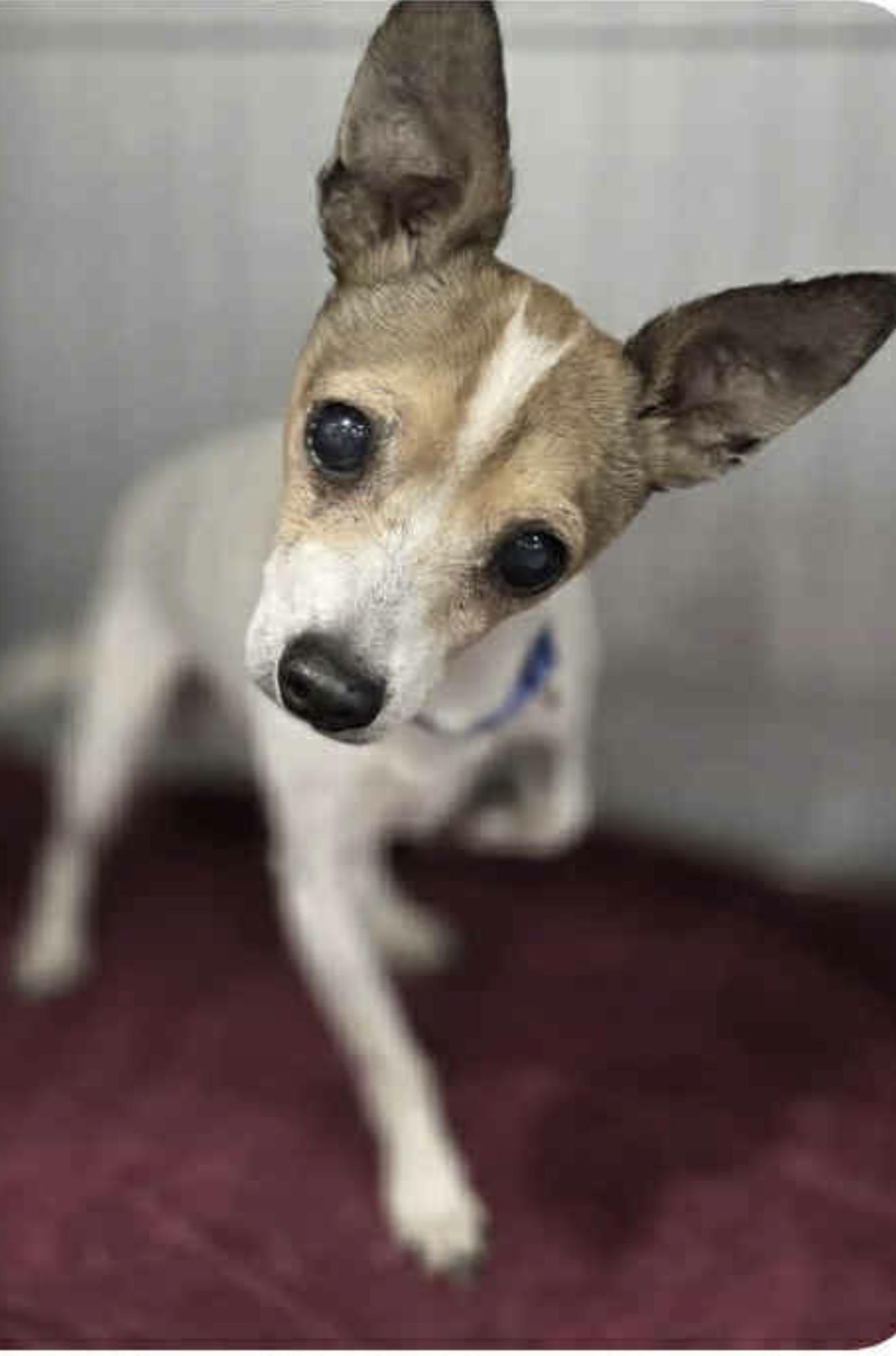 Vinnie - The Sweetest Boy, a Adoptable mixed breed image 2/4