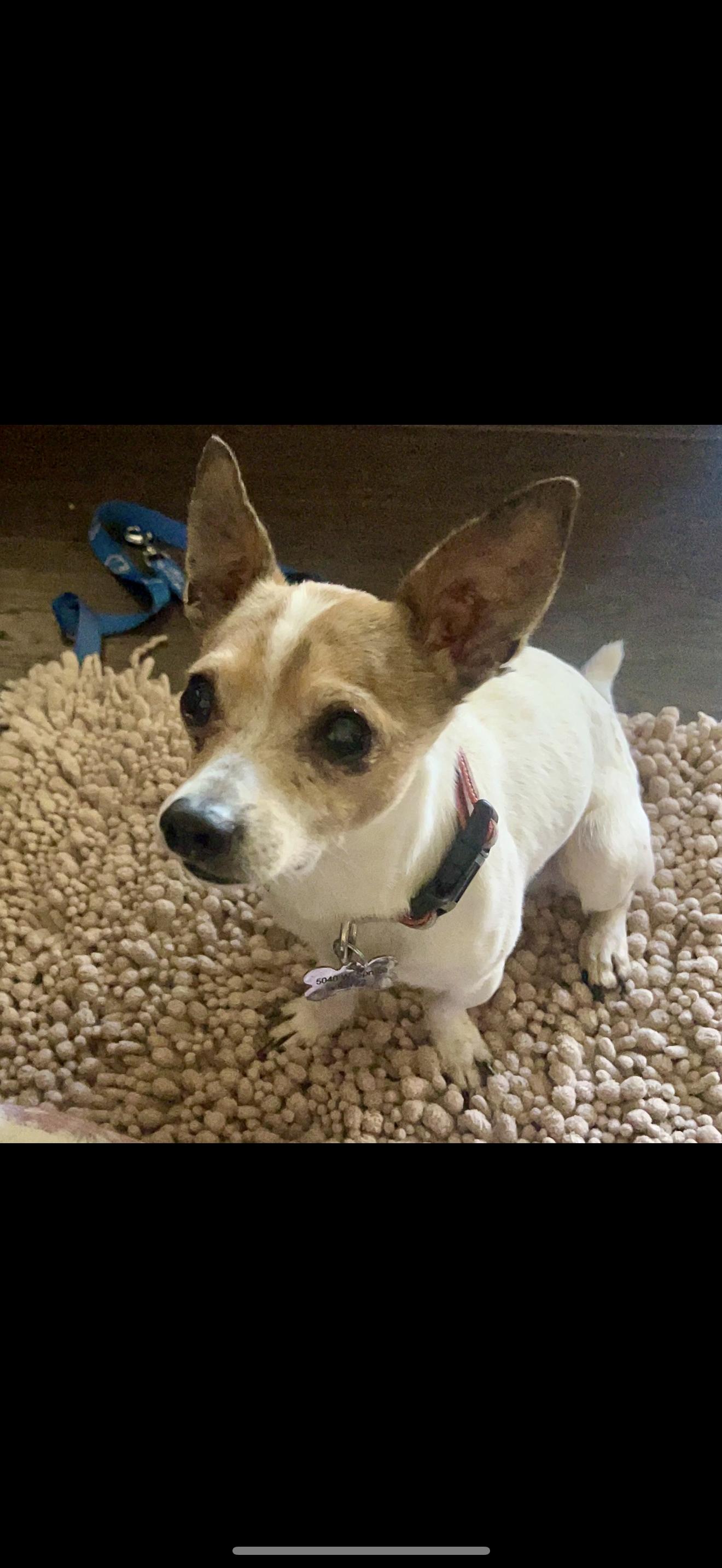 Vinnie - The Sweetest Boy, Adoptable, Senior Male Chihuahua & Terrier.