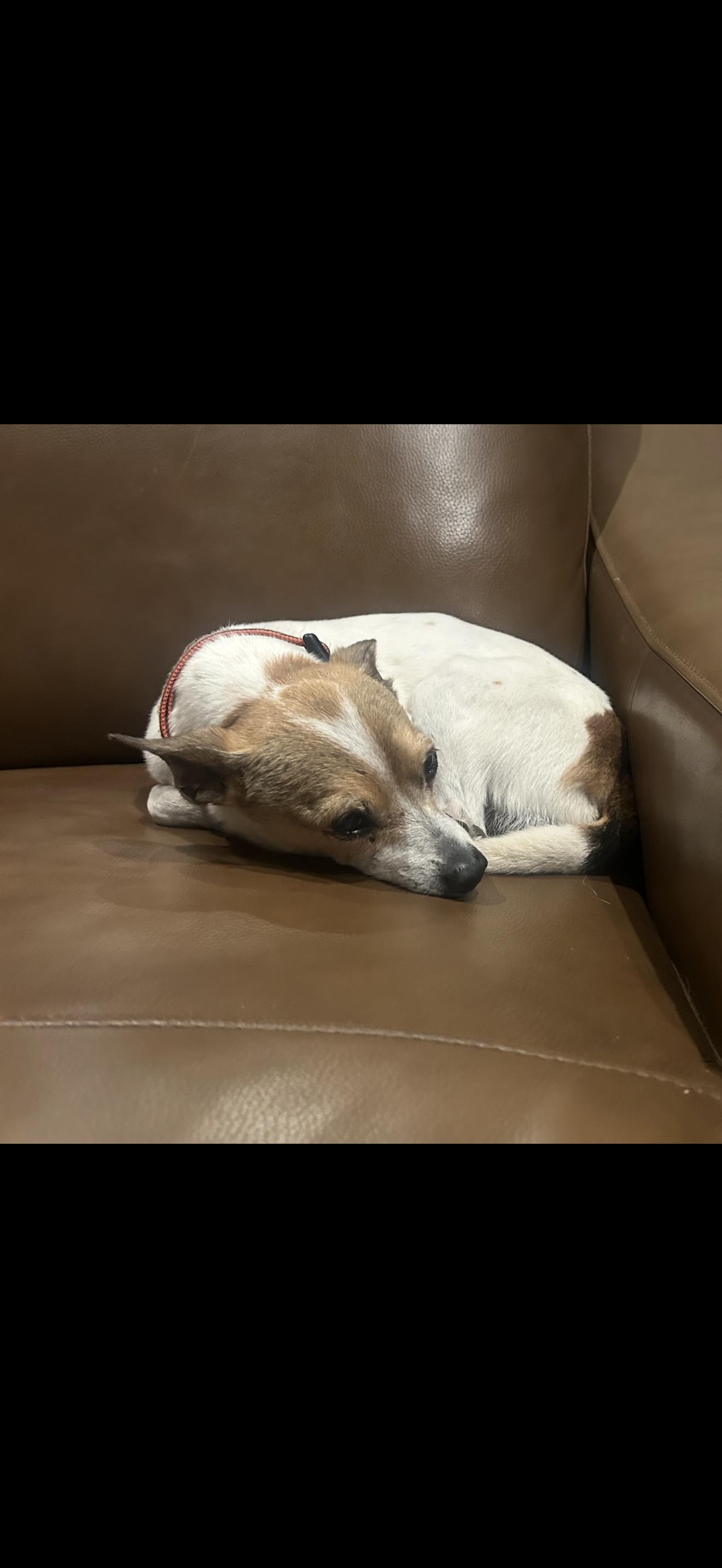 Vinnie - The Sweetest Boy, a Adoptable mixed breed image 3/4