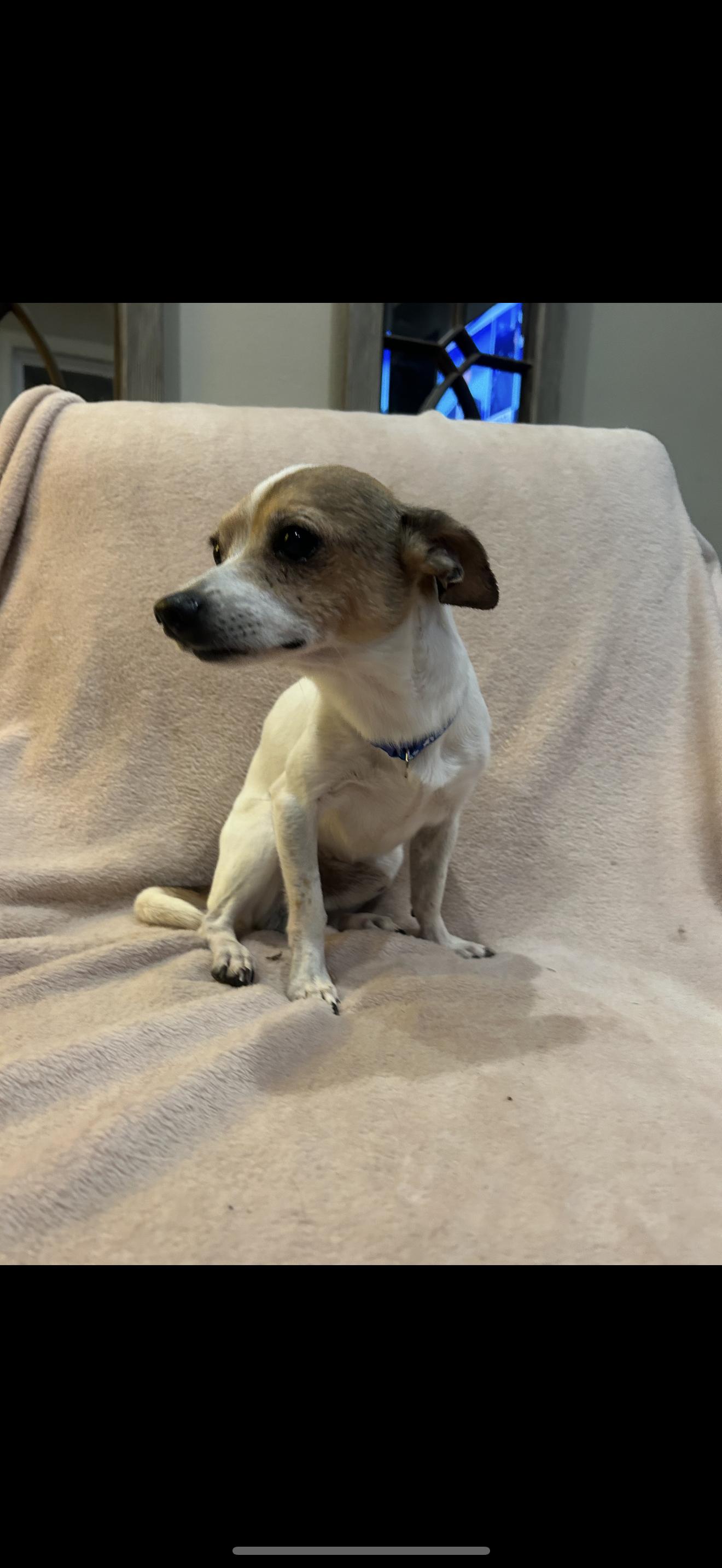 Vinnie - The Sweetest Boy, a Adoptable mixed breed image 4/4