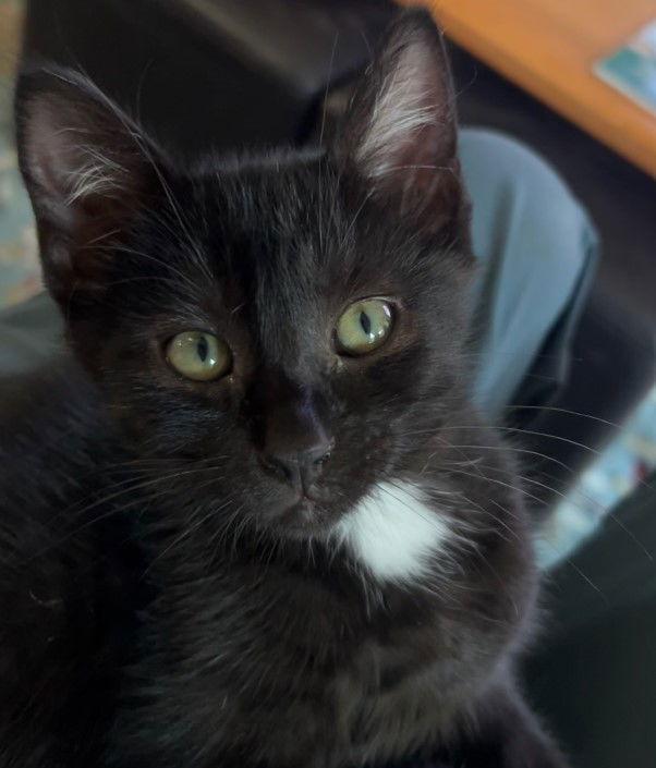 Lyra, a Adopted Domestic Short Hair in Burlington, WA image 1/3