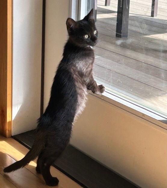 Lyra, a Adopted Domestic Short Hair in Burlington, WA image 2/3