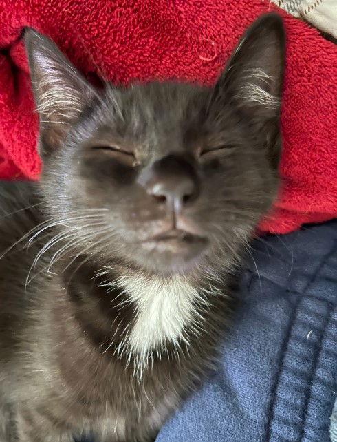 Lyra, a Adopted Domestic Short Hair in Burlington, WA image 3/3