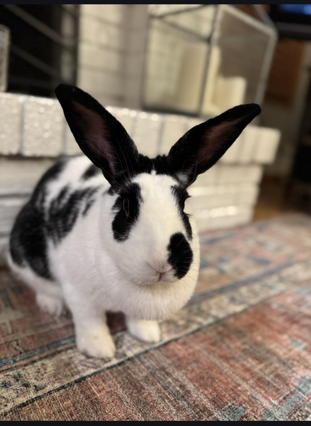 Enlarge Addie, a Adoptable mixed breed in Edina, MN image 3/4