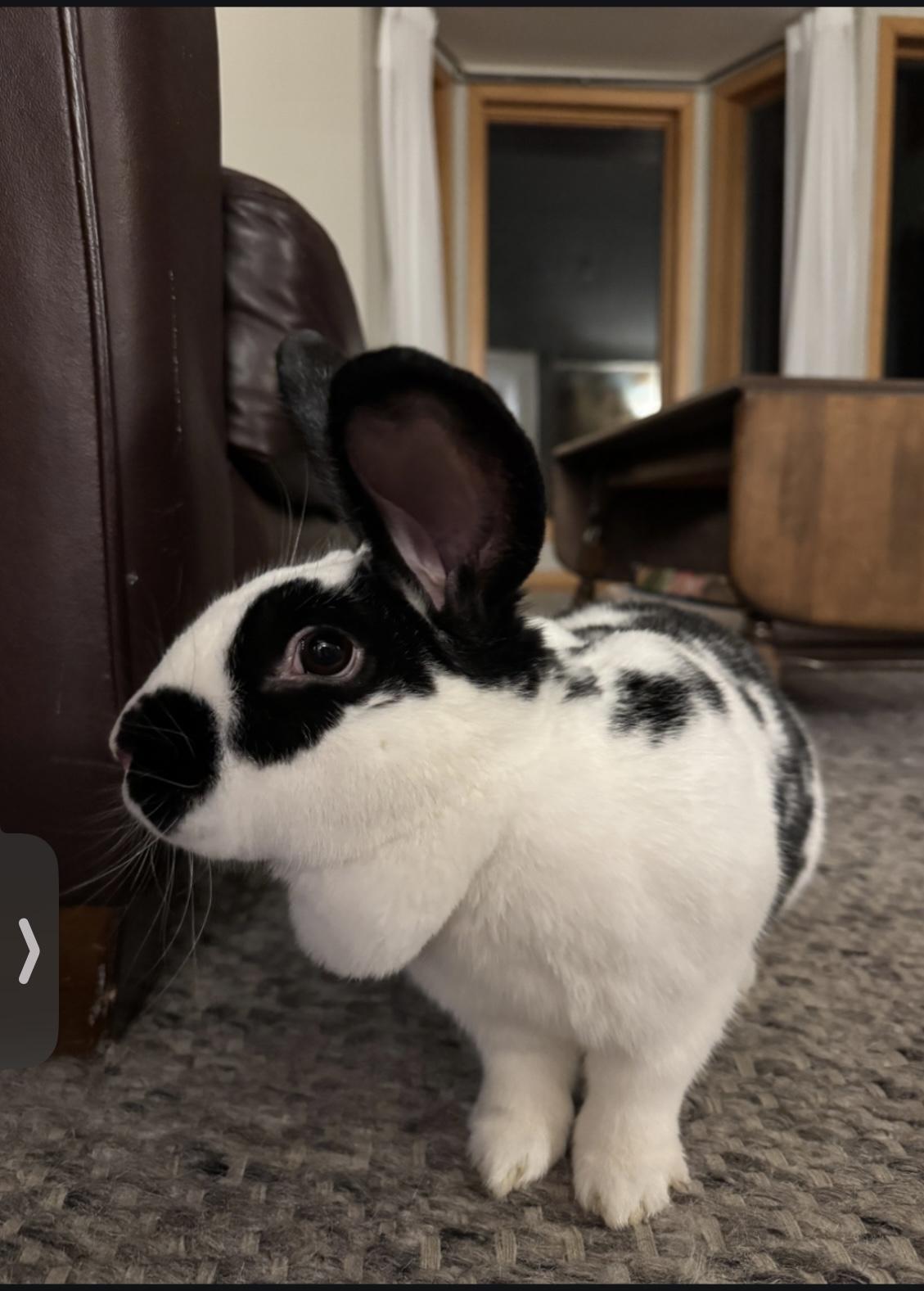 Addie, Adoptable, Adult Female Bunny Rabbit.