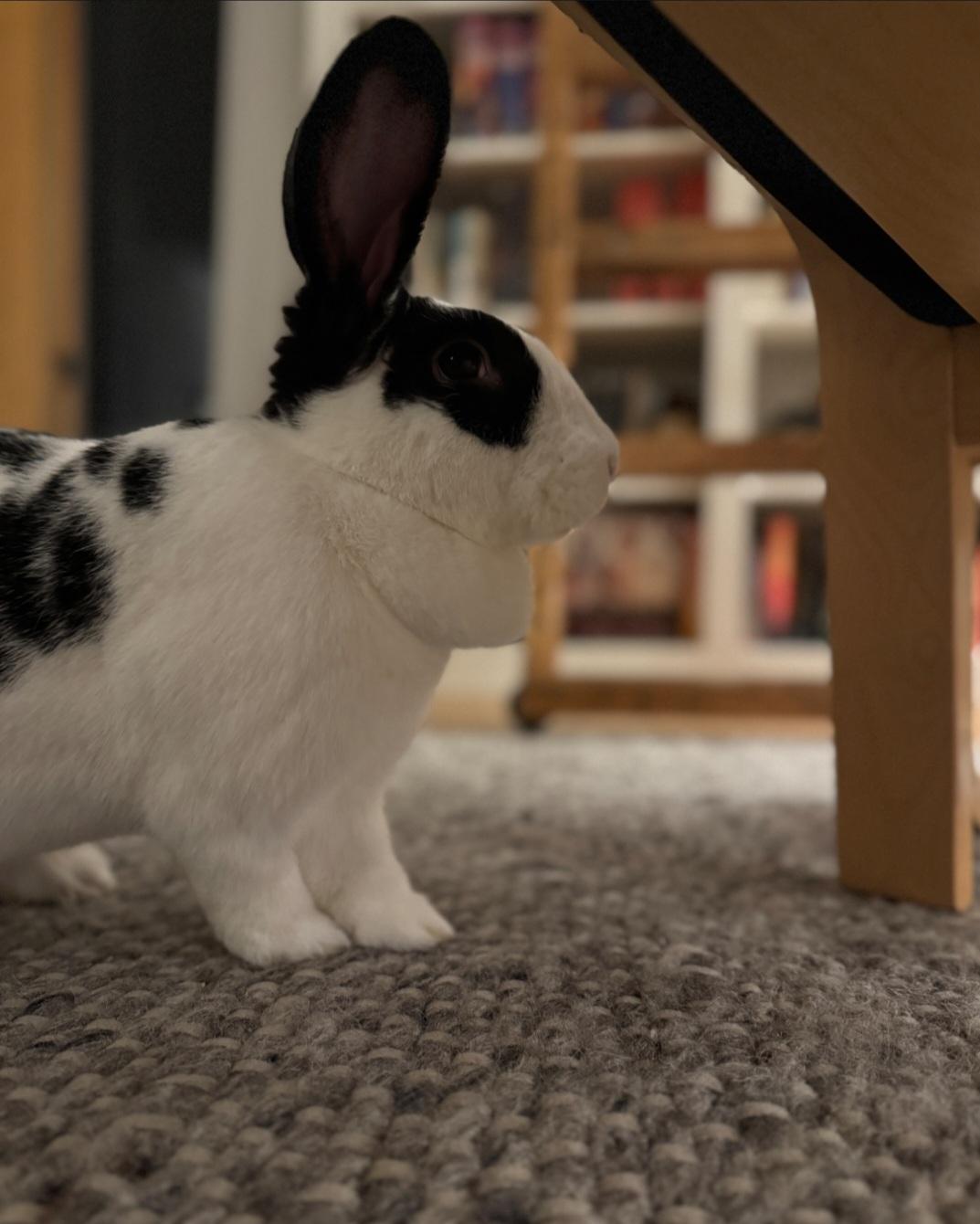 Enlarge Addie, a Adoptable mixed breed in Edina, MN image 2/4