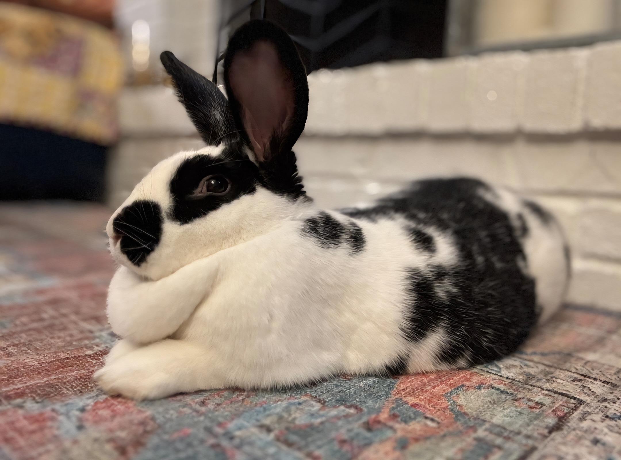 Enlarge Addie, a Adoptable mixed breed in Edina, MN image 4/4