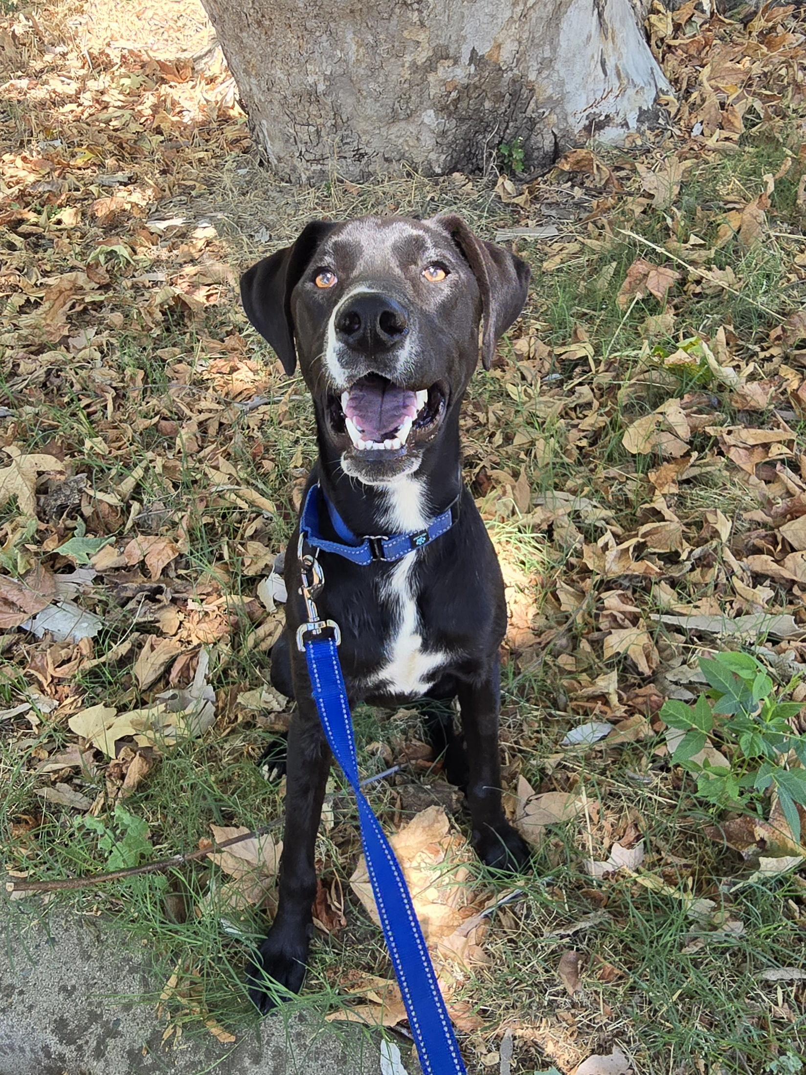 Reya, a ADOPTABLE mixed breed in Cottonwood, CA image 1/3