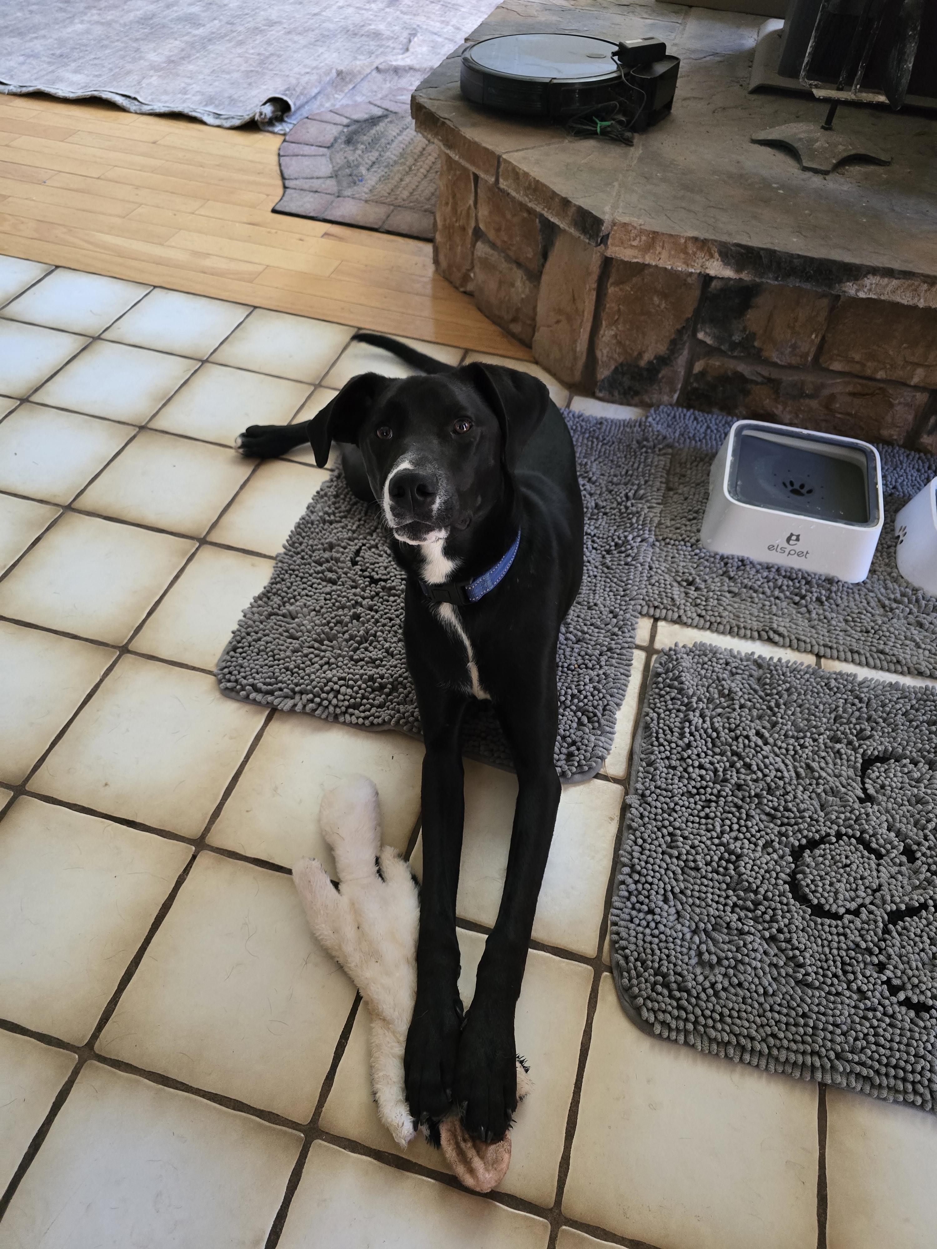 Reya, a ADOPTABLE mixed breed in Cottonwood, CA image 2/3