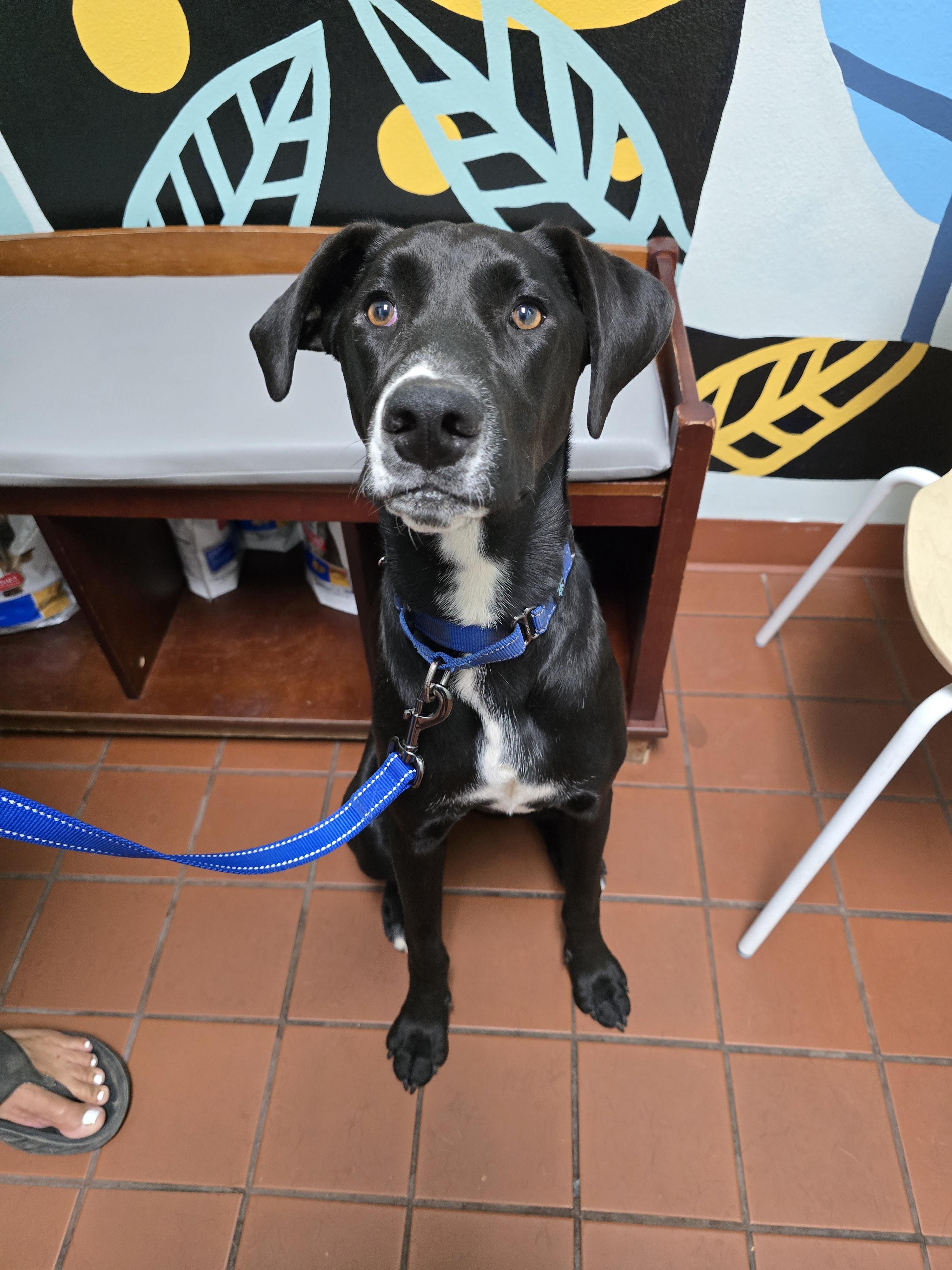 Reya, a ADOPTABLE mixed breed in Cottonwood, CA image 3/3
