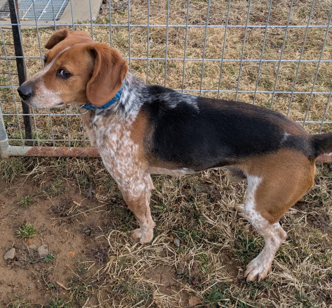 Enlarge Ray Charles, a ADOPTABLE Beagle in Lexington, MA image 2/5