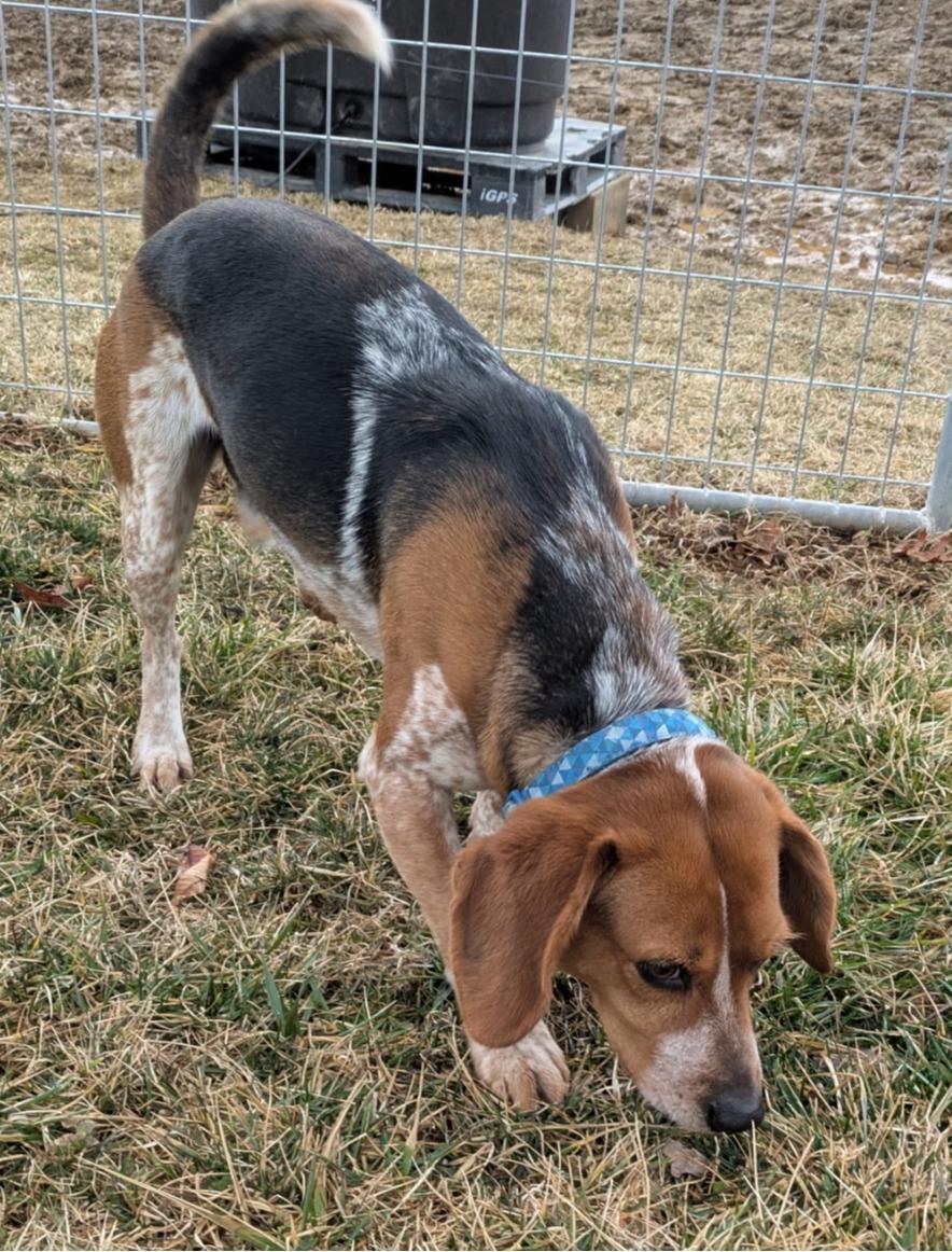 Enlarge Ray Charles, a ADOPTABLE Beagle in Lexington, MA image 4/5