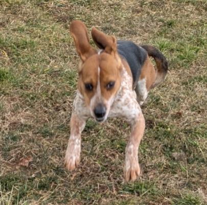 Enlarge Ray Charles, a ADOPTABLE Beagle in Lexington, MA image 3/5