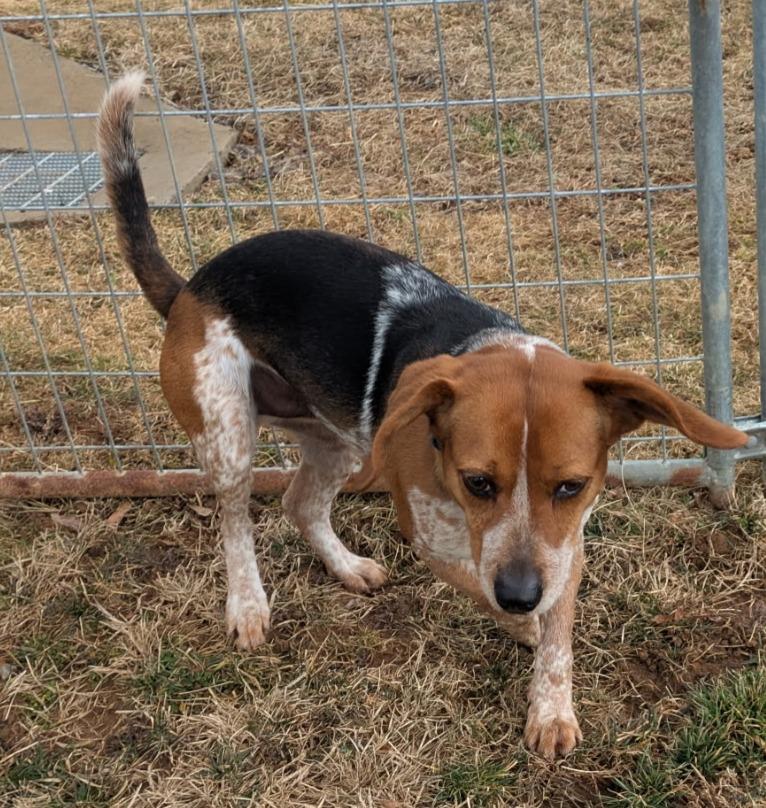Enlarge Ray Charles, a ADOPTABLE Beagle in Lexington, MA image 1/5