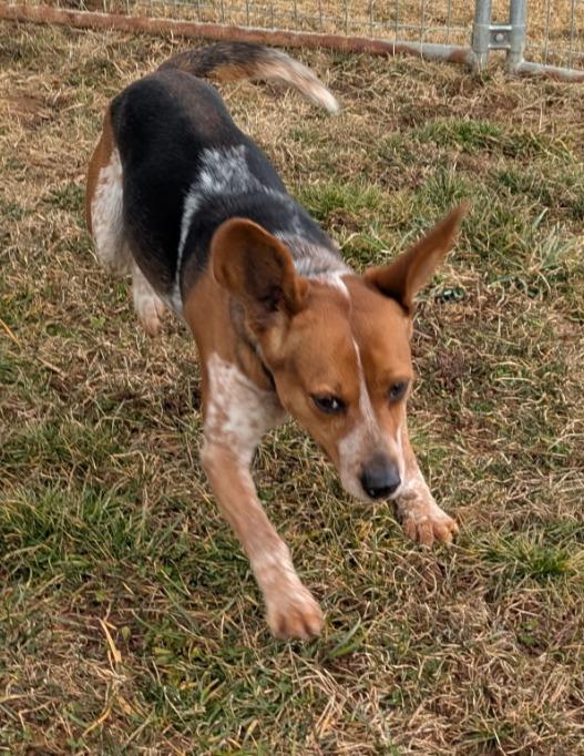Enlarge Ray Charles, a ADOPTABLE Beagle in Lexington, MA image 5/5