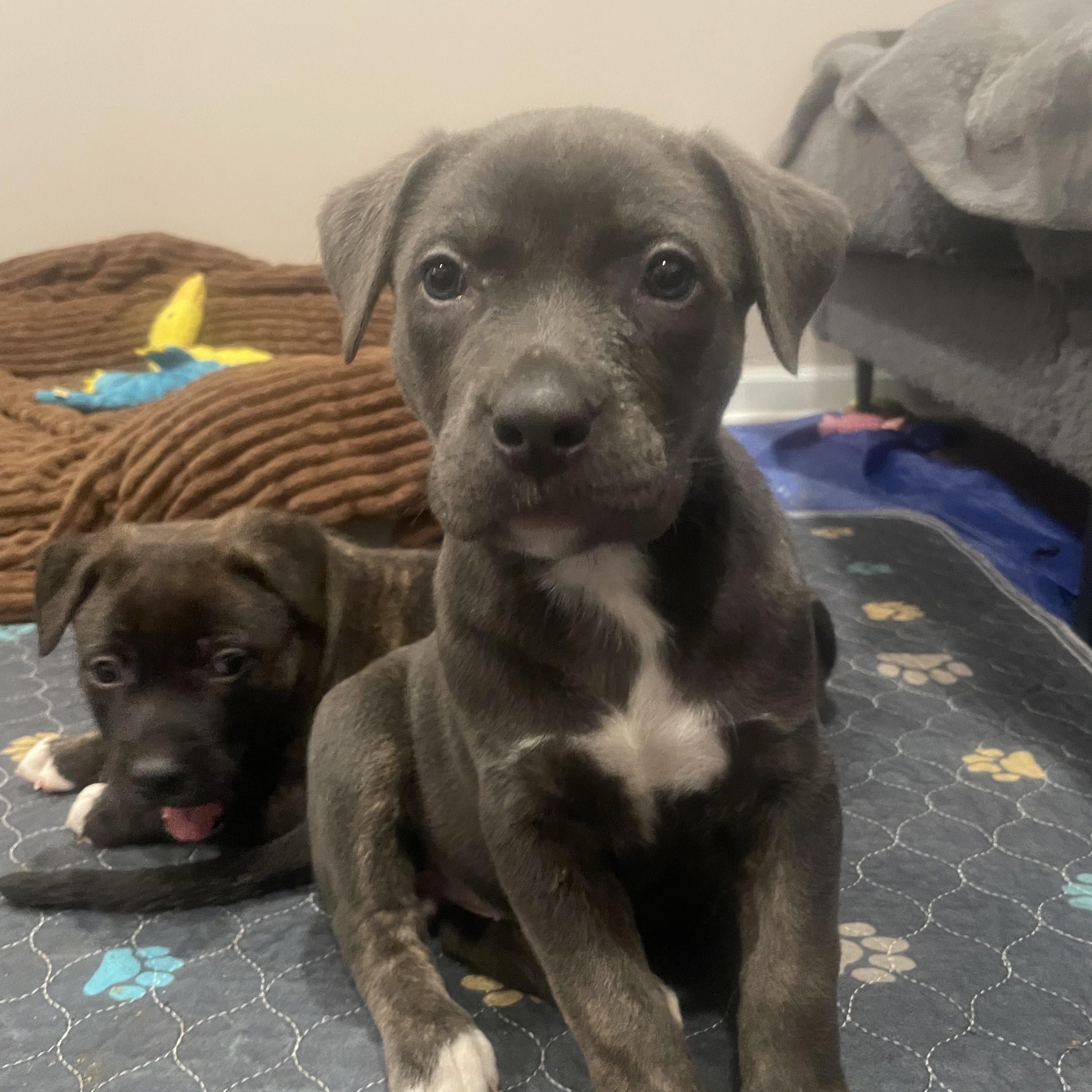 Enlarge Paisley, a ADOPTABLE mixed breed in Union Grove, WI image 1/3