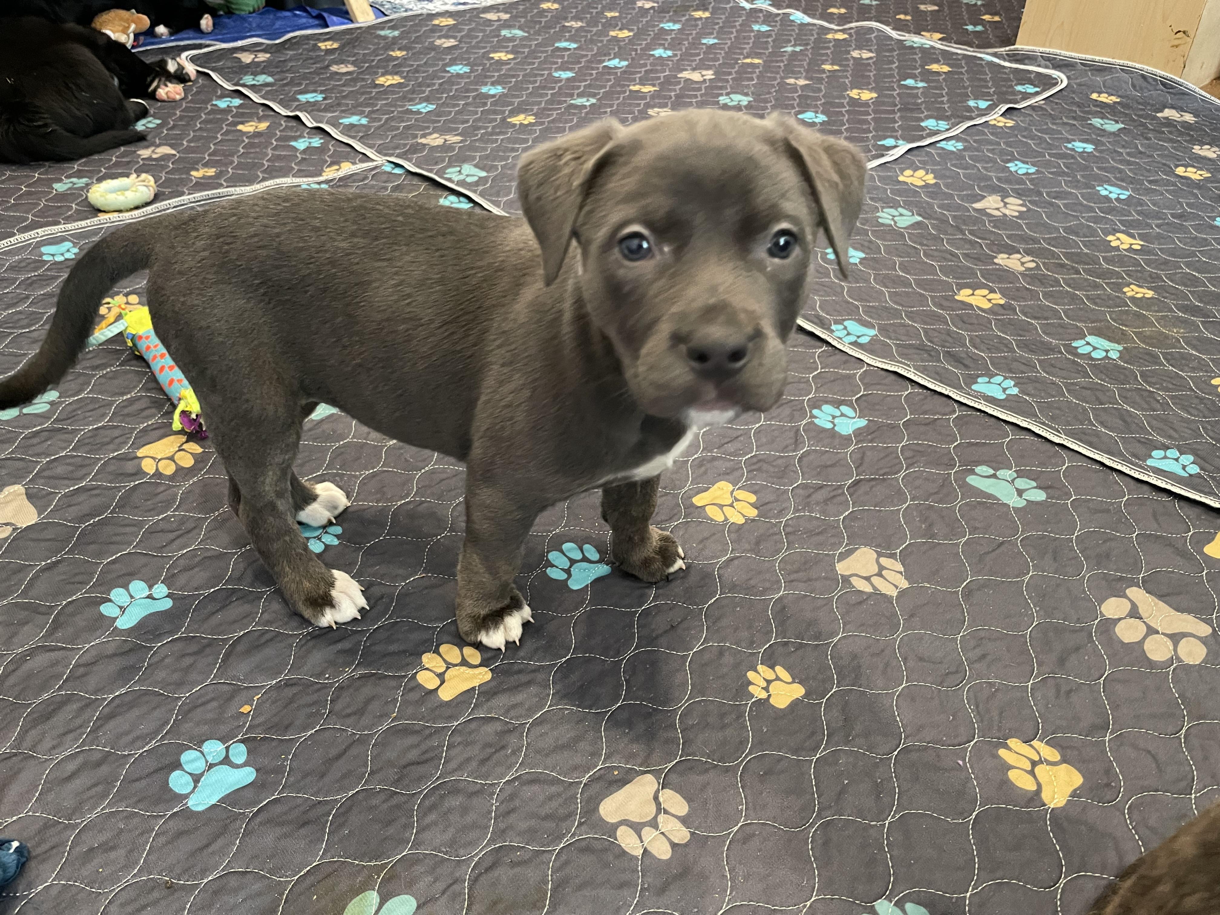 Enlarge Paisley, a ADOPTABLE mixed breed in Union Grove, WI image 2/3