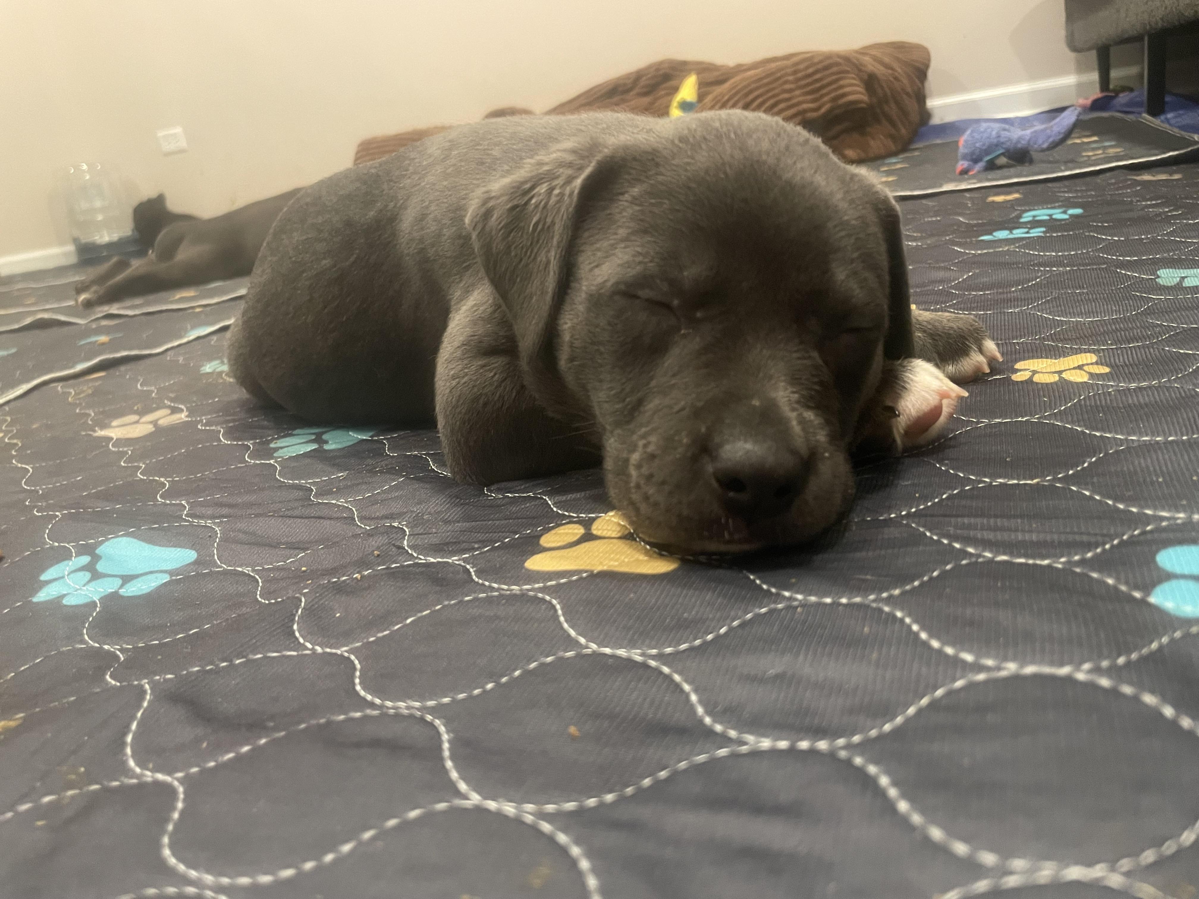 Enlarge Paisley, a ADOPTABLE mixed breed in Union Grove, WI image 3/3
