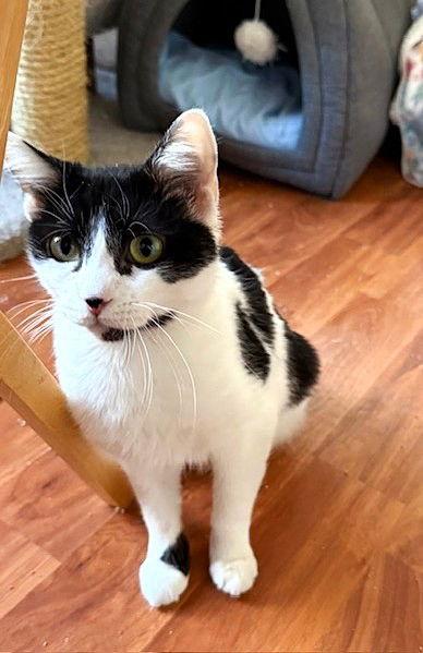 Enlarge Priscilla, a Adoptable Domestic Short Hair in Reston, VA image 1/3