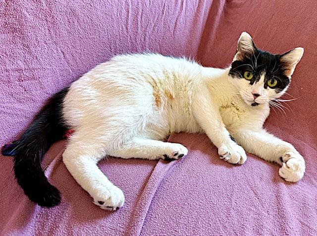 Priscilla, Adoptable, Young Female Domestic Short Hair.