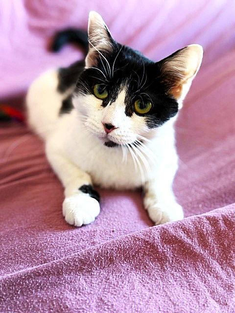 Enlarge Priscilla, a Adoptable Domestic Short Hair in Reston, VA image 2/3