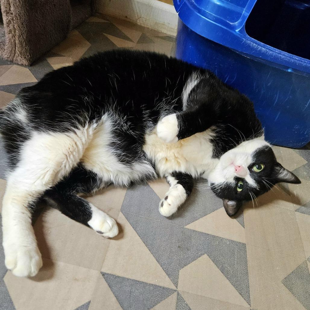 Enlarge Buddy - Bobtail, a Adoptable Domestic Medium Hair in Delta, AL image 1/4