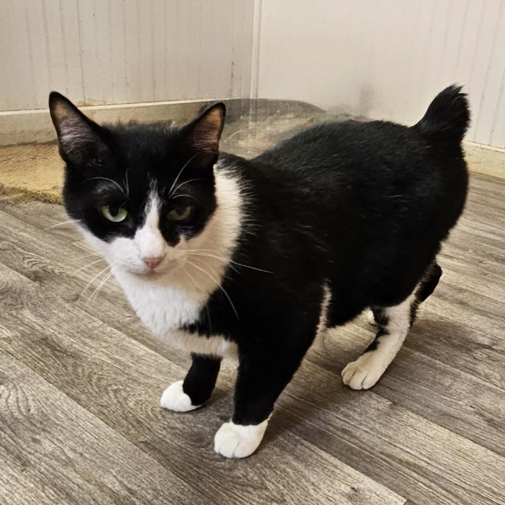 Enlarge Buddy - Bobtail, a Adoptable Domestic Medium Hair in Delta, AL image 2/4