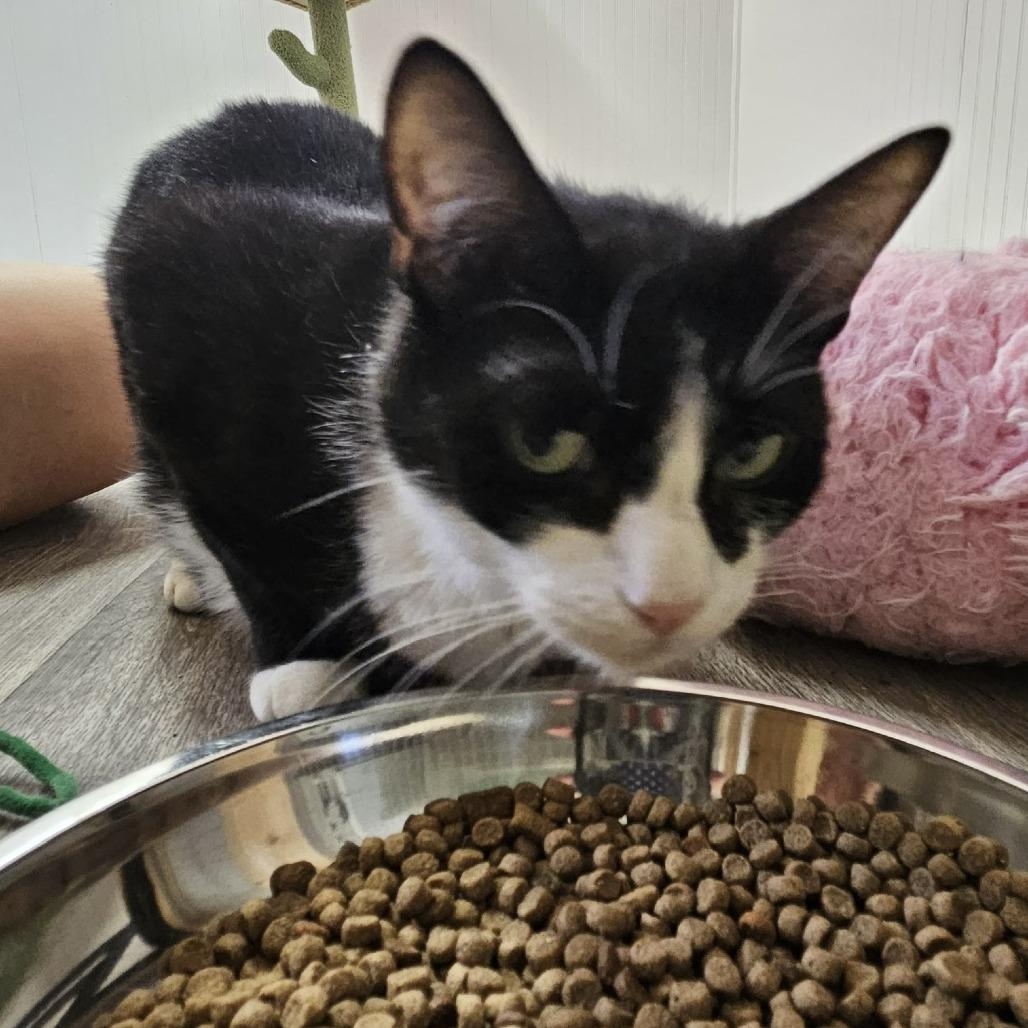Enlarge Buddy - Bobtail, a Adoptable Domestic Medium Hair in Delta, AL image 3/4