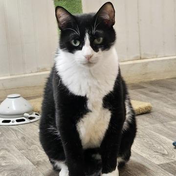 Enlarge Buddy - Bobtail, a Adoptable Domestic Medium Hair in Delta, AL image 4/4