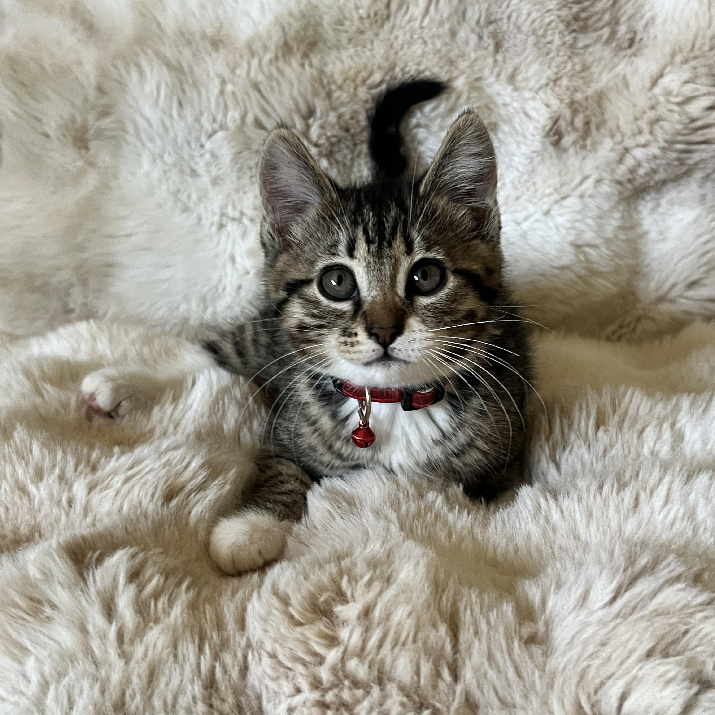 Fuji, a ADOPTABLE Domestic Short Hair in Penryn, CA image 1/3