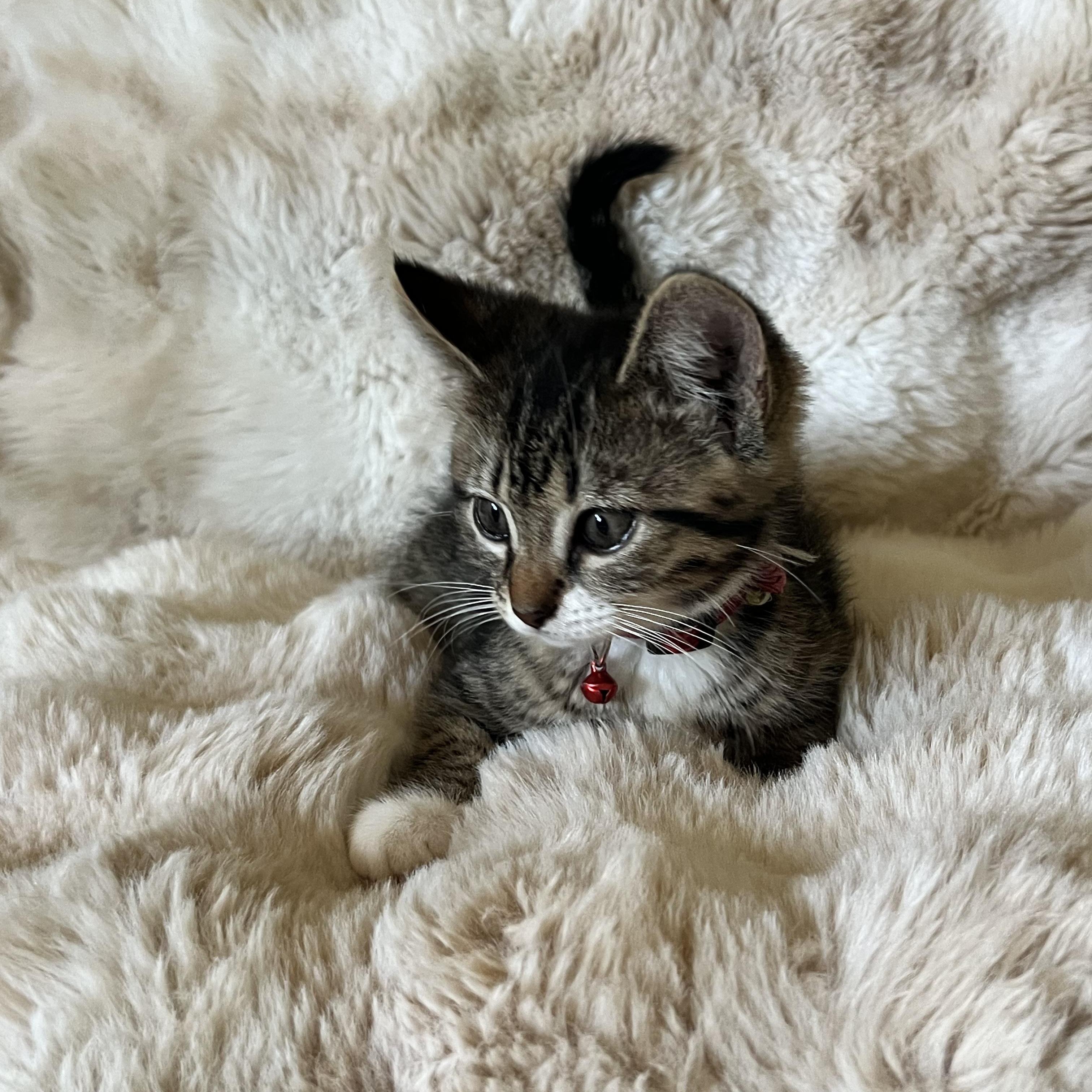 Fuji, a ADOPTABLE Domestic Short Hair in Penryn, CA image 3/3