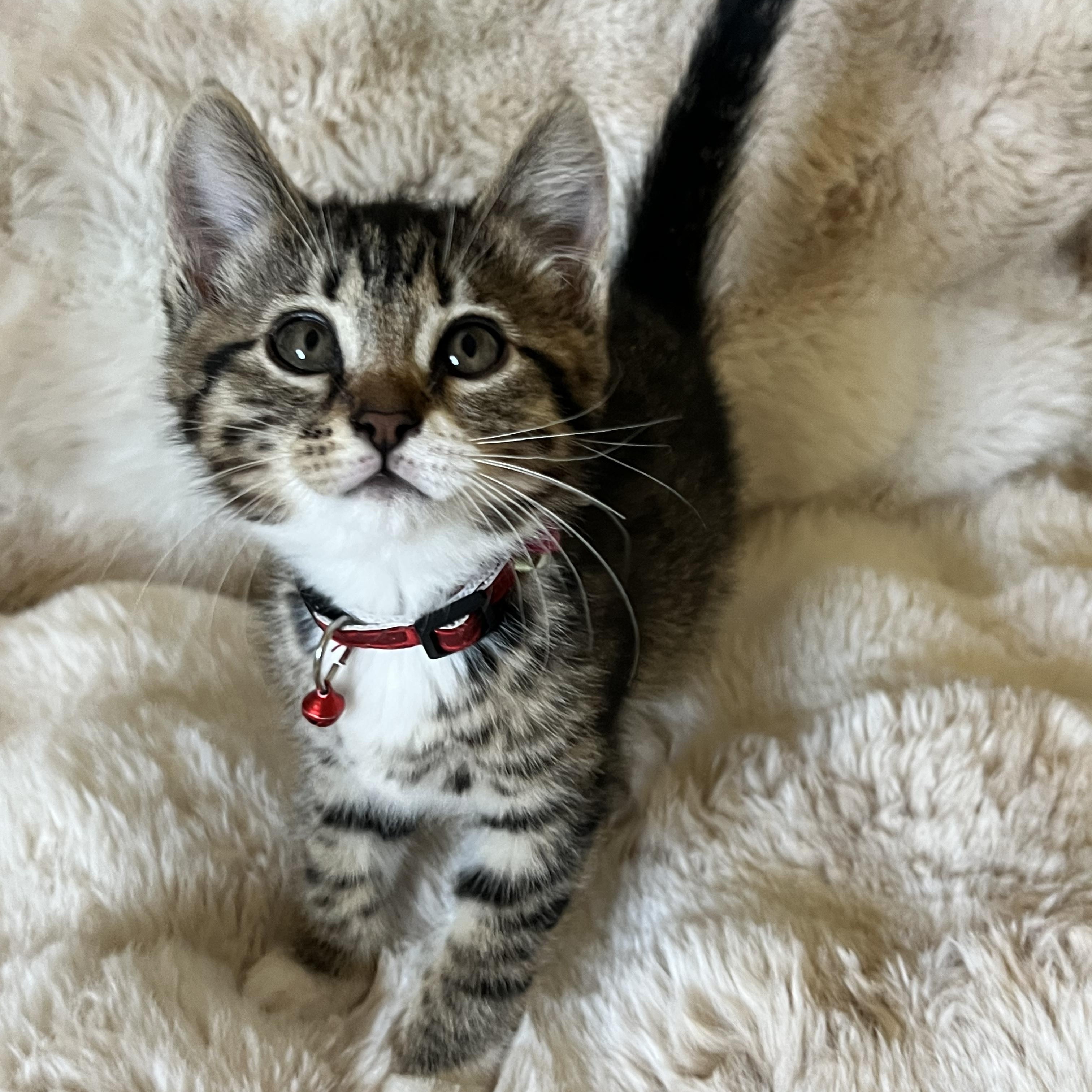 Fuji, a ADOPTABLE Domestic Short Hair in Penryn, CA image 2/3
