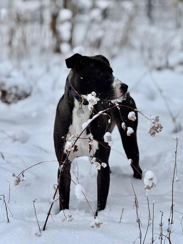 Becky - 25124, Adoptable, Puppy Female Labrador Retriever.