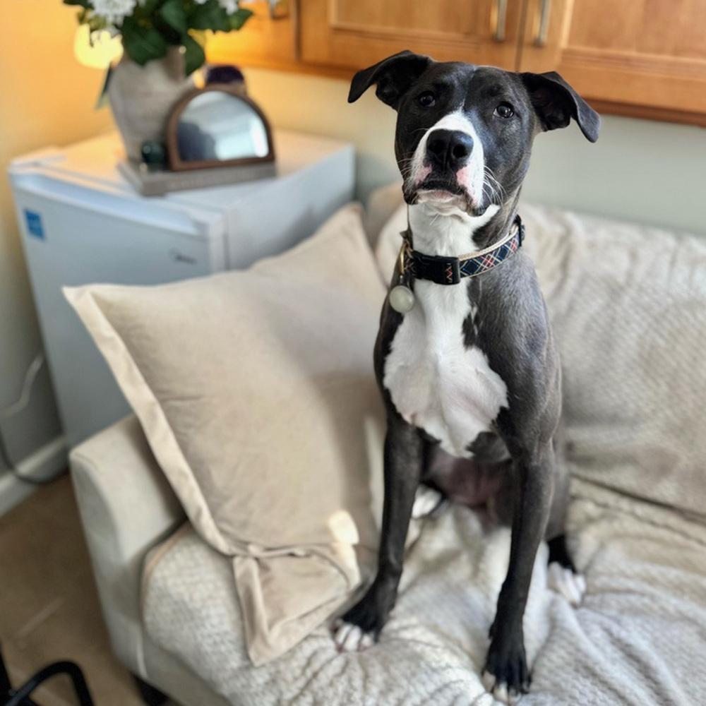 Enlarge Becky - 25124, a Adoptable mixed breed in Armonk, NY image 2/6