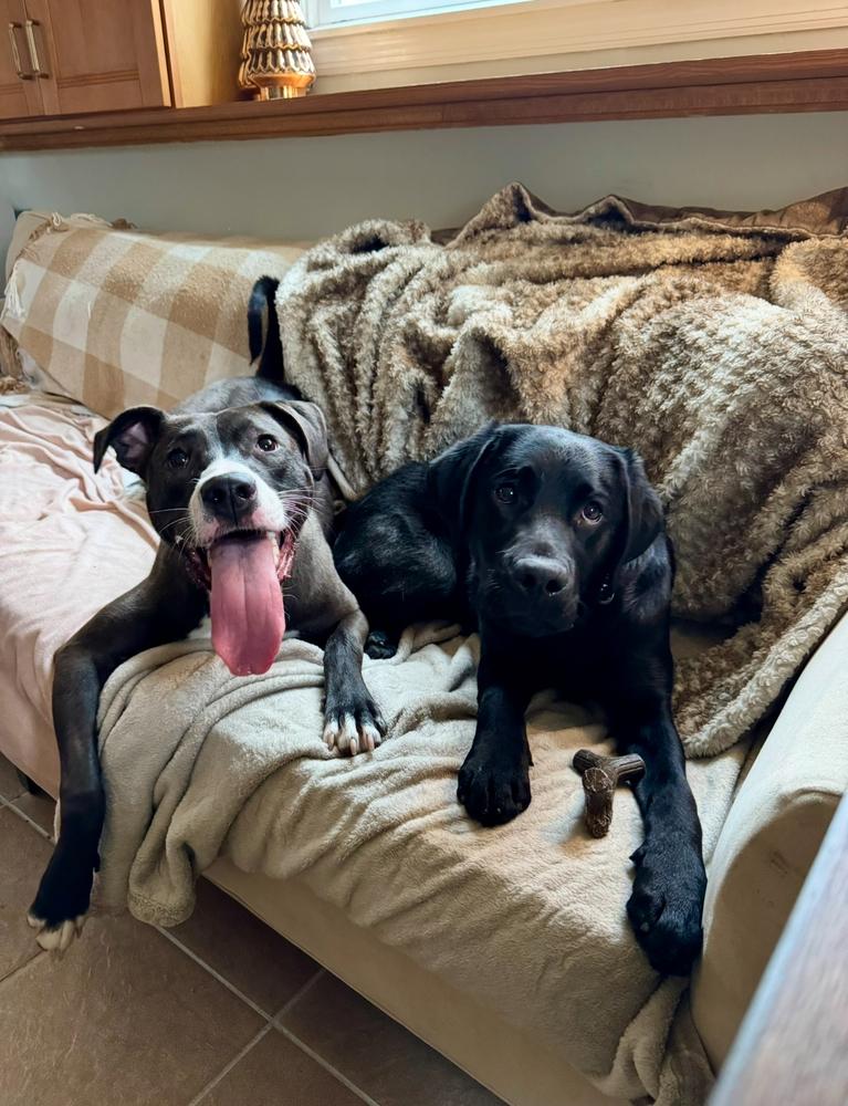 Enlarge Becky - 25124, a Adoptable mixed breed in Armonk, NY image 1/2