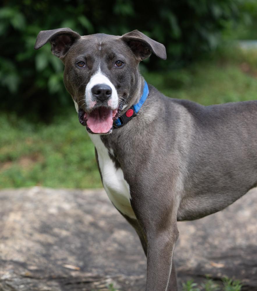 AAD Featured Pet! Becky - 25124, a Adoptable mixed breed in Armonk, NY image 3/6