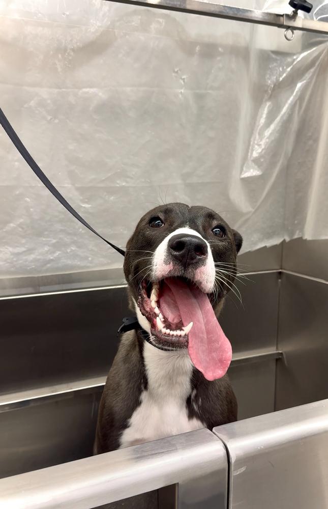 Enlarge Becky - 25124, a Adoptable mixed breed in Armonk, NY image 2/6