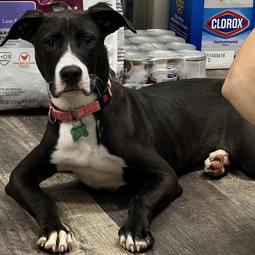 Enlarge Becky - 25124, a Adoptable mixed breed in Armonk, NY image 3/6