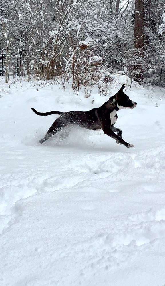 Enlarge Becky - 25124, a Adoptable mixed breed in Armonk, NY image 4/6